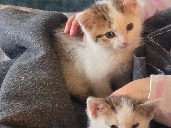 2 bonded sisters kitten - Main image
