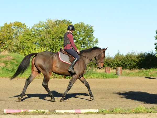 Sales, schooling and competition livery - Main image