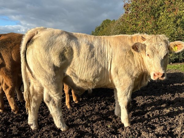 Super Purebred Reg Charolais Heifers - Main image