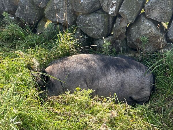 Pet pot belly sow - Main image