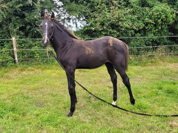 Top quality Foal by Glasgow van't Merelsnest (VDL) - Main image