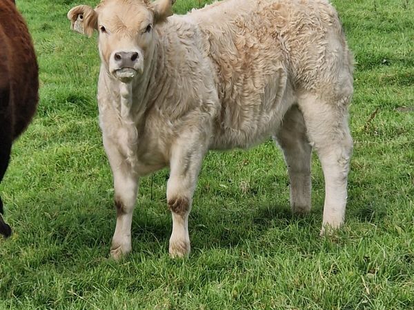 Charolais heifers - Main image