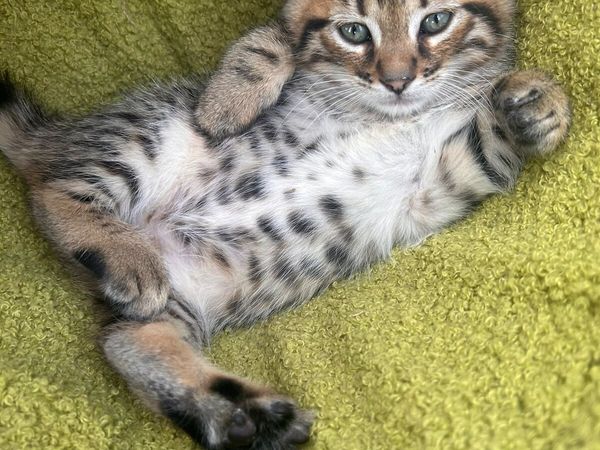 Bengal kittens - Main image