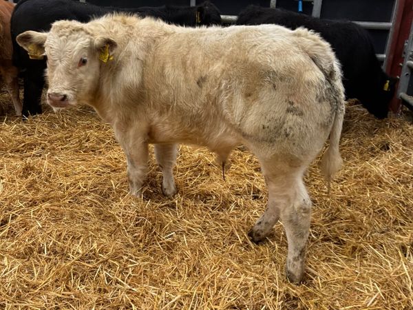Beef bred bulls - Main image