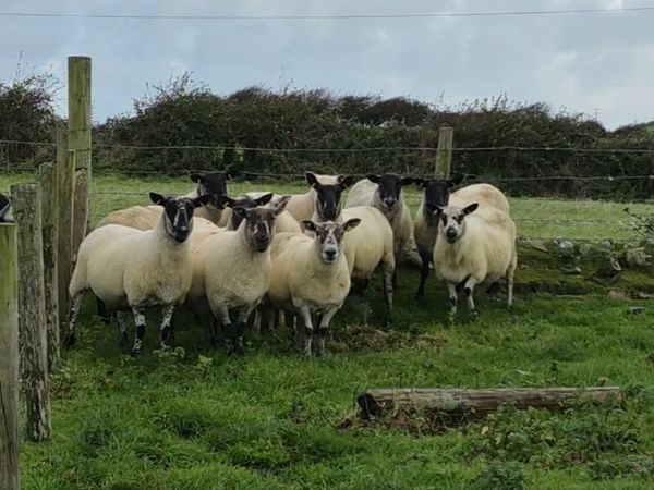 Breeding Ewes - Main image