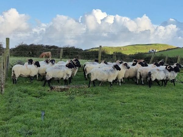 Young Hill Ewes - Main image