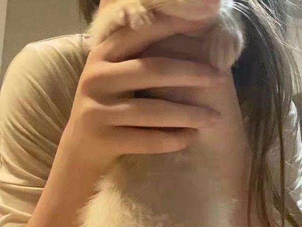 Pair of albino ferrets - Main image