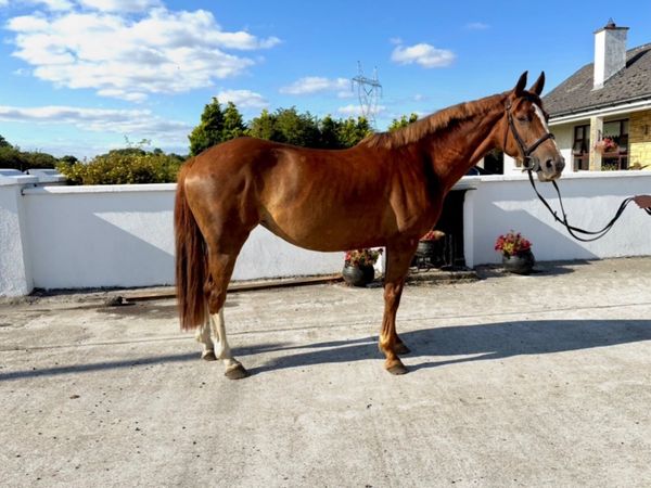 Lot 98 Goresbridge - 6yo Mare (Cougar X Chillout) - Main image