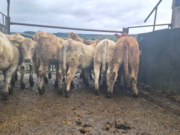 16  heifers just cuming off clear test - Main image
