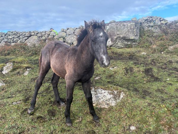 Connemara pony colt - Main image