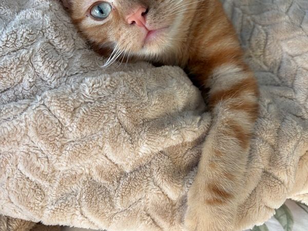 Adorable ginger Kitten for sale - Main image