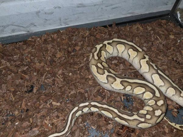 Butter royal python and set up - Main image