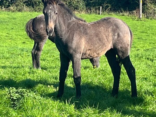 Conamara foals - Main image
