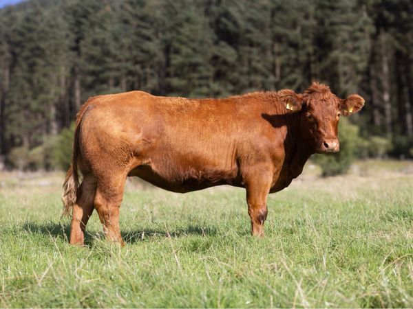 Springing Heifers - Main image