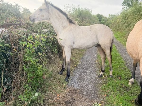 Dun colt foal - Main image