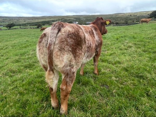 Ai bred blue heifer lot 710 - Main image