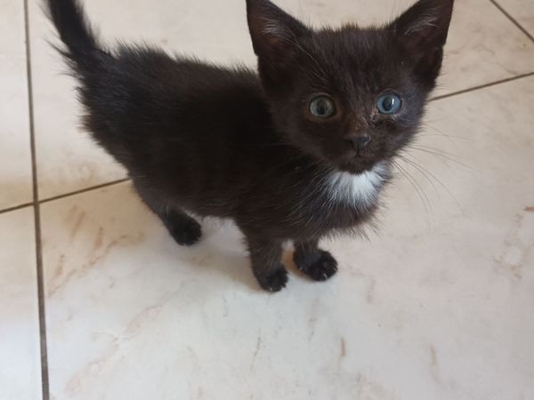 Kittens - Main image