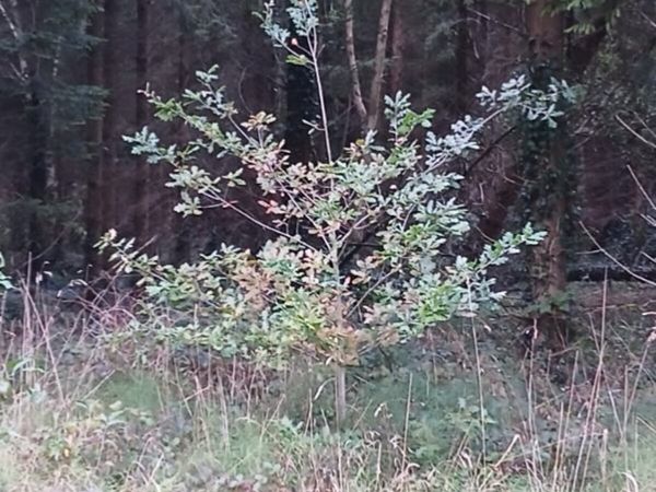 Oat trees - Main image
