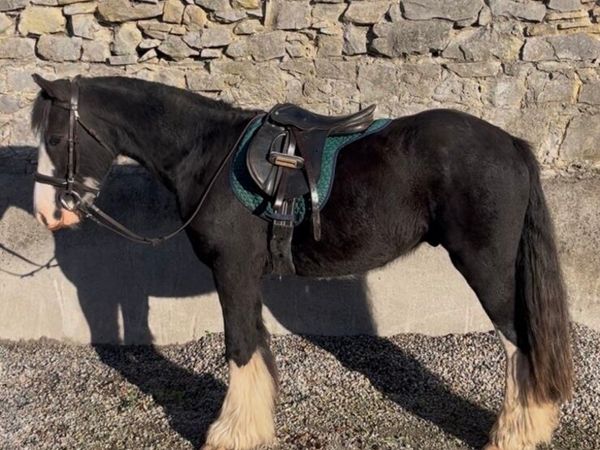 12.3 Childrens Cob 🌟 - Main image