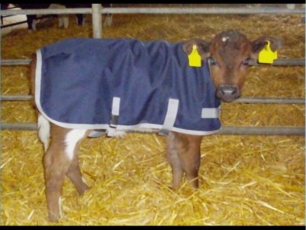 Calf jackets - Main image