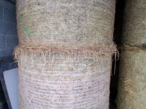 Hay - Main image