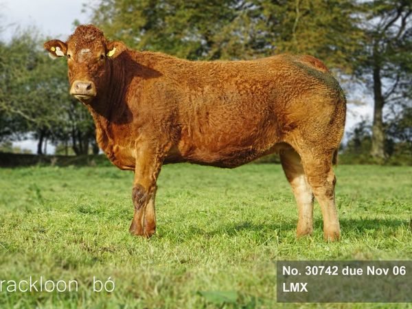 Heifers In-calf Springer for sale in Roscommon for €4,500 on DoneDeal