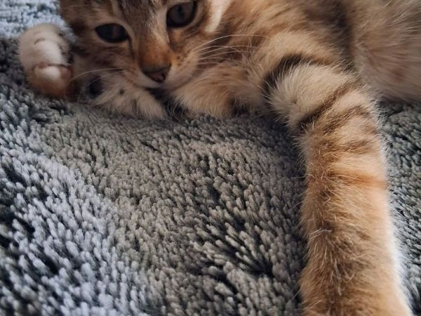2 cats for sale - Main image