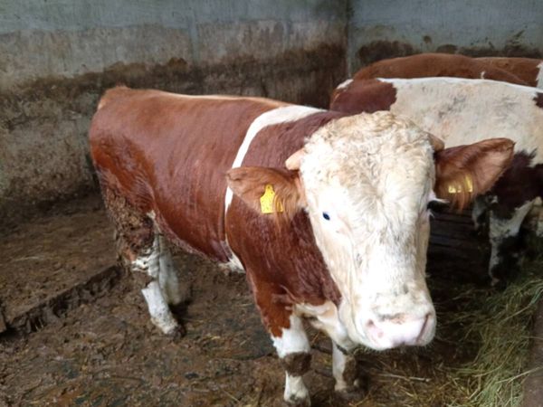 Fleckvieh bulls - Main image