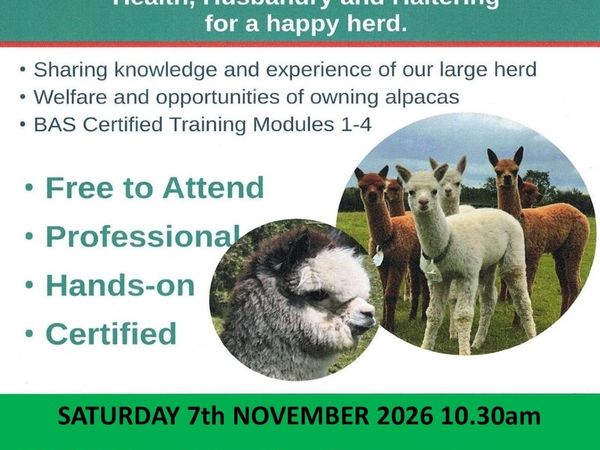 Alpacas - 7th NOV 26 certified FREE TO ATTEND - Main image