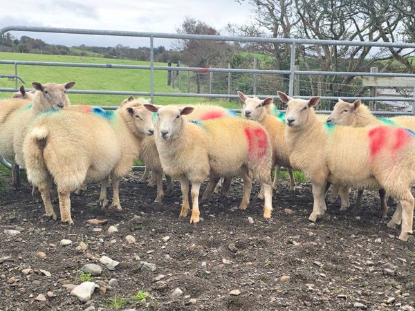 Ewe lambs for sale - Main image