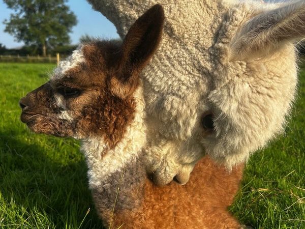 Mourne Alpacas Pedigree Alpacas 2026 - Main image