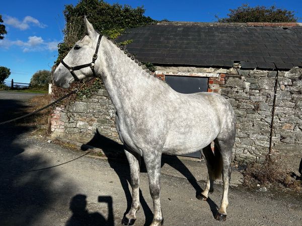 4yr old mare - Main image