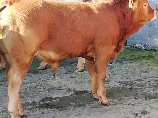 LMx BULL WEANLINGS Gort Mart 15th Oct - Main image