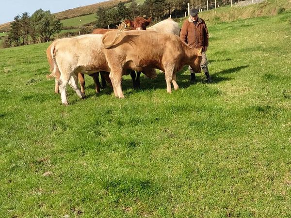 Heifers - Main image