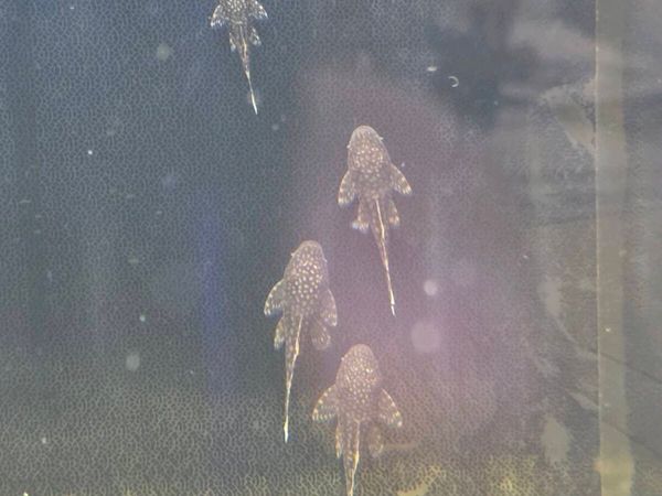 Baby Brisstlenose plecos - Main image