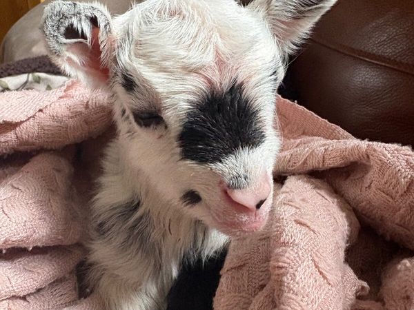 pygmy goat - Bluebell - Main image
