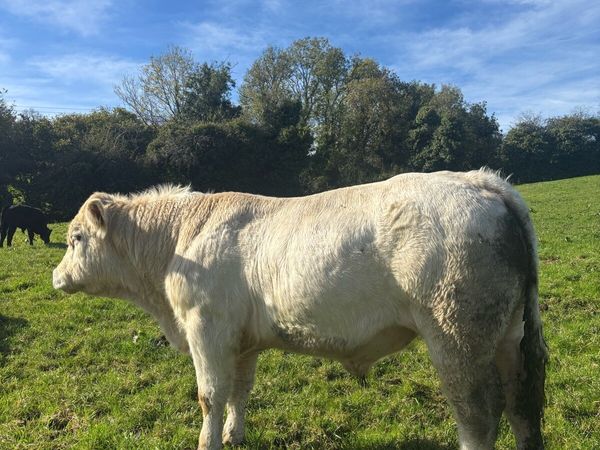 PBR Charolais Bull CARRIGALLEN MART - Main image