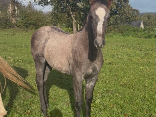 Quality ISH Colt for sale - Main image