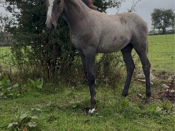 Quality ISH Colt for sale - Main image