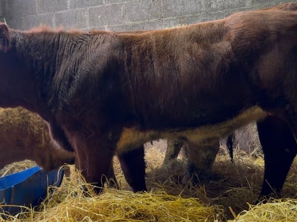 Outstanding BB heifer - Main image