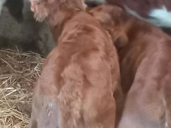 Heifer calf - Main image