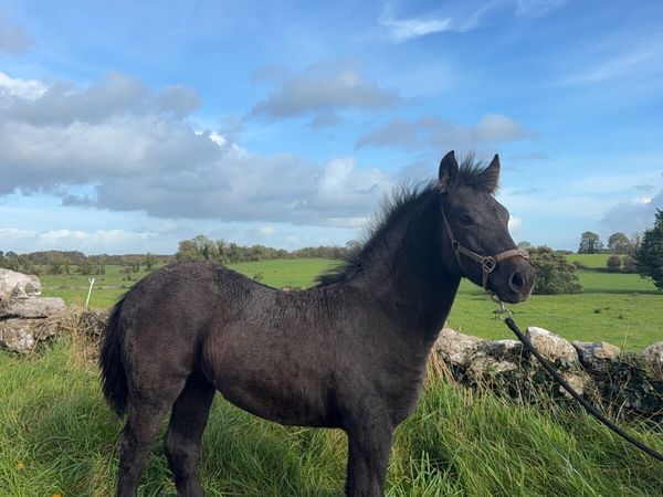 Connemara Filly Foal - Main image