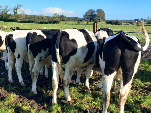 Freisan Bullocks - Main image