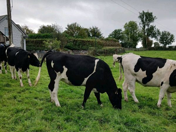 Incalf fr heifers. - Main image