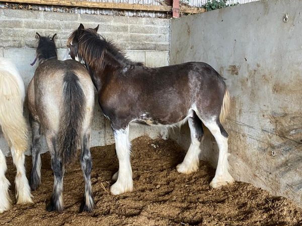 2 colts and 1 filly - Main image