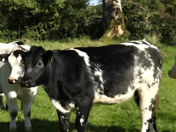 Belgian Blue X Heifers - Main image
