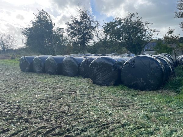 Silage bales - Main image