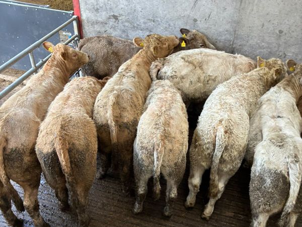 Charolais heifers - Main image