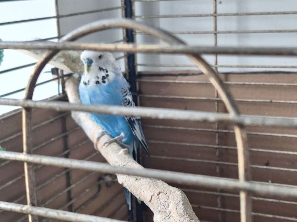 Budgie and cage - Main image