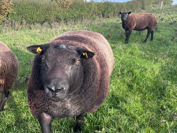 Blue texel ram - Main image